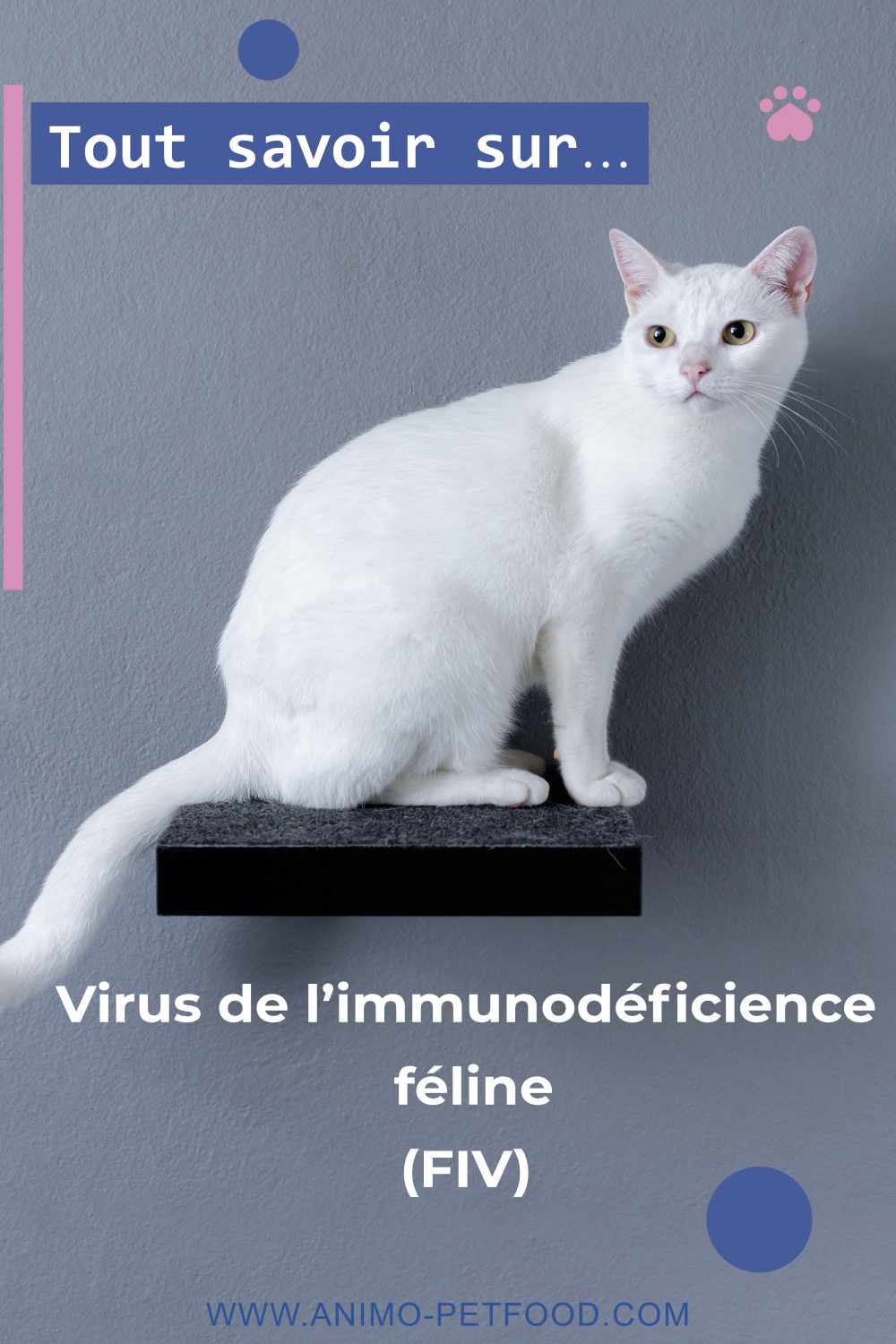 Le virus de l’immunodéficience féline (FIV)
